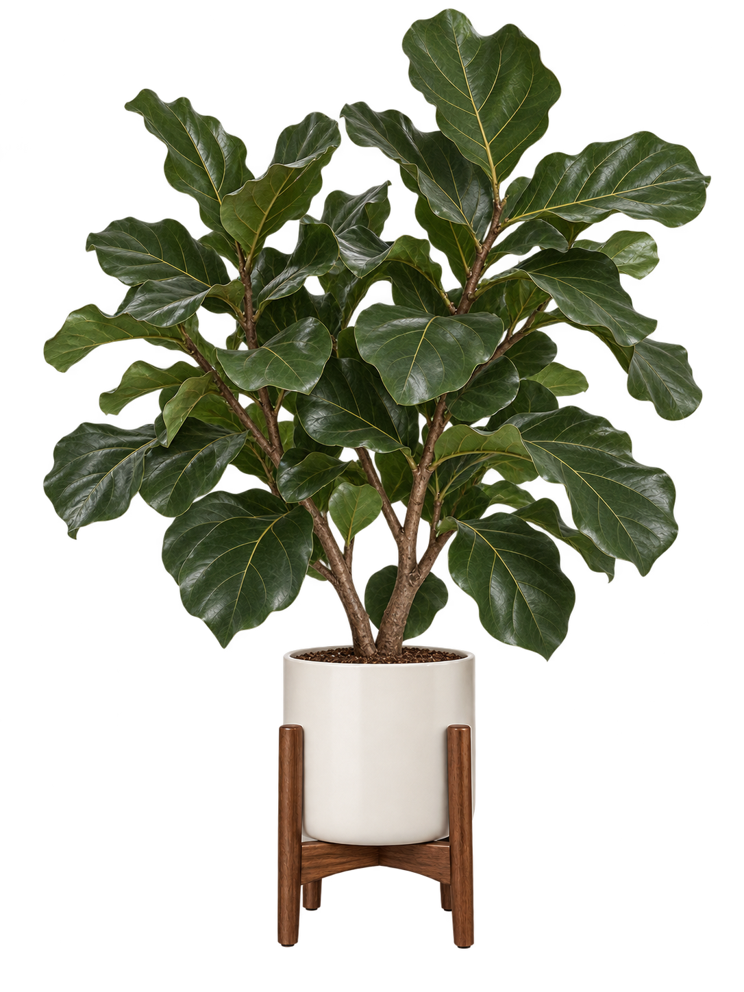 Fiddle-leaf fig in an ivory planter on a walnut stand
